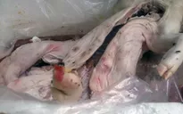 Một tấn heo sữa bốc mùi hôi thối suýt lên bàn ăn tại TP.HCM