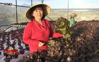 Người phụ nữ thành công với kỹ thuật trồng rau sạch bằng thủy canh