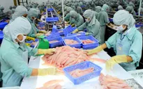 DN xuất khẩu cá tra hưởng lợi lớn từ FTA Việt Nam - EAEU