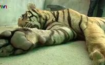 Thái Lan: Chủ cơ sở phải đăng ký động vật hoang dã nuôi nhốt