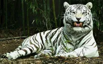 Hổ vồ chết nhân viên chăm sóc ở Bình Dương