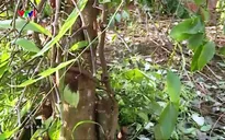 Tái diễn nạn phá hoại vườn hồ tiêu