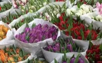 Hoa Tulip bán chạy nhất tại Nga dịp 8/3