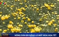 Nông dân Đà Nẵng lo mất mùa hoa Tết