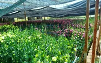 Nhà vườn tại Gia Lai lo lắng do hoa Tết nở sớm