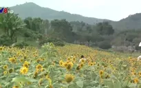 Đồi hoa hướng dương - Sản phẩm du lịch khác biệt tại Khánh Hòa