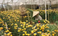 Giá hoa Đà Lạt tăng mạnh