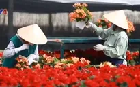 Đà Lạt phát triển ngành công nghiệp trồng hoa bền vững