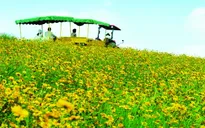 Nghe An host Vietnam's biggest sunflower festival
