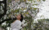 Giới trẻ Hà thành háo hức chụp ảnh hoa ban