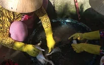 Kinh hãi cơ sở dùng hóa chất màu đen để... nhổ lông vịt
