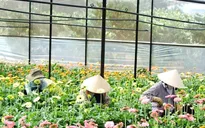 Người trồng hoa Đà Lạt bị ép giá khi bán ký gửi