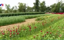 Người trồng hoa Đà Nẵng chưa được hưởng lợi từ đường hoa Xuân