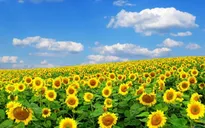 Nghe An hosts vietnam's biggest sunflower festival