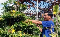Nguy cơ thiếu hoa mai Tết do mưa lũ miền Trung