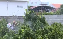 Ô nhiễm do thuốc bảo vệ thực vật từ vùng trồng hoa Tết Phú Yên