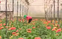Nâng cao thu nhập từ thương hiệu hoa Đà Lạt