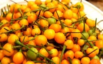 Áo: Loại ớt giá... gần 600 triệu đồng/kg