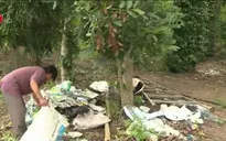 Cần khẩn cấp chấn chỉnh ngành hồ tiêu Việt Nam