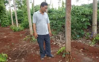 Bùng phát dịch bệnh trên cây hồ tiêu ở Tây Nguyên