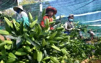 Hoa Đà Lạt tăng giá mạnh