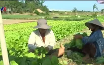 Thiếu nhân lực đáp ứng nhu cầu đổi mới hợp tác xã