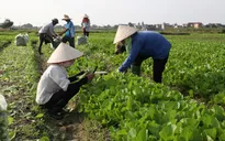 Vai trò của nông dân trong tái cơ cấu nghề nghiệp (17h20, VTV1)