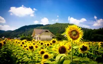 Nghệ An mở cửa cánh đồng hoa hướng dương
