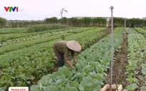 Hòa Bình phát triển nhóm nông hộ sản xuất hữu cơ