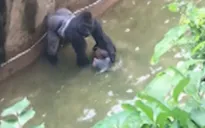 Điểm nóng tuần qua: Nắng nóng thiêu đốt cùng câu chuyện về em bé và khỉ đột