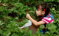 Mỹ: Dân thành thị thích thú trải nghiệm làm nông dân