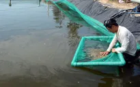 Thời tiết bất lợi, nông dân chậm thả tôm giống