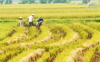 Mê hồn vẻ đẹp làng quê Bắc Bộ vào mùa gặt