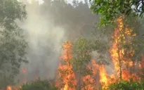 Quảng Ngãi: Cháy 10 ha rừng keo, thông
