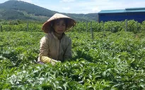 Lâm Đồng: Tìm đầu ra cho cây dược liệu đương quy