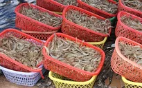Cà Mau thiếu tôm nguyên liệu trầm trọng