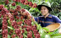Đẩy mạnh tái canh cà phê vùng Tây Nguyên