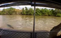 Du khách hoảng loạn khi cá sấu lao lên thuyền!