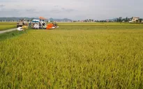 Gia tăng diện tích sản xuất theo cánh đồng lớn