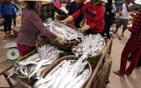 Nông dân Quảng Bình nỗ lực vượt khó (17h20, VTV1)