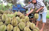 Làm giàu từ cây sầu riêng - triển vọng mới cho nông dân Đăk Lăk (17h20, 25/11, VTV1)