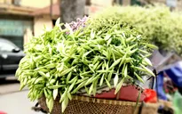 Hoa loa kèn trắng tinh khôi mang tháng Tư về phố