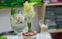 Đón Tết Bính Thân sớm với hoa lạ và cây cảnh tự trồng tại nhà