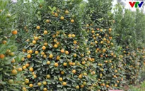 Người trồng khấp khởi vì quất cảnh rộ trúng vụ Tết