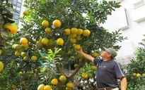 Chiêm ngưỡng những cây bưởi cảnh trăm quả, giá vài chục triệu đồng