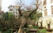 80 triệu đồng để thuê đào Nhật Tân "mượn gốc" đào rừng chơi Tết