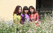 Thích thú ngắm hoa tam giác mạch Hà Giang giữa lòng Hà Nội