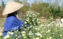Người trồng hoa Nhật Tân phấn khởi vì cúc họa mi được mùa, được giá