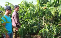 Người dân Quảng Trị chủ động tái canh cây cà phê