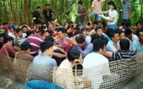 Bắt giữ 51 con bạc trong sới gà vườn dừa tại Tiền Giang